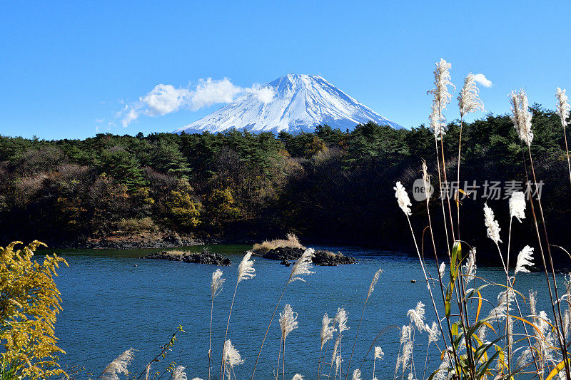 富士山和日本富士五湖地区的秋叶:Shojiko湖/ Shoji湖